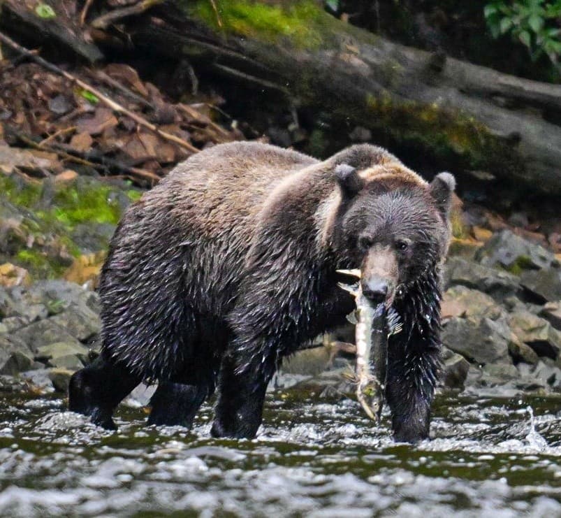 Waterfall Creek Peak Season Brown Bear Viewing