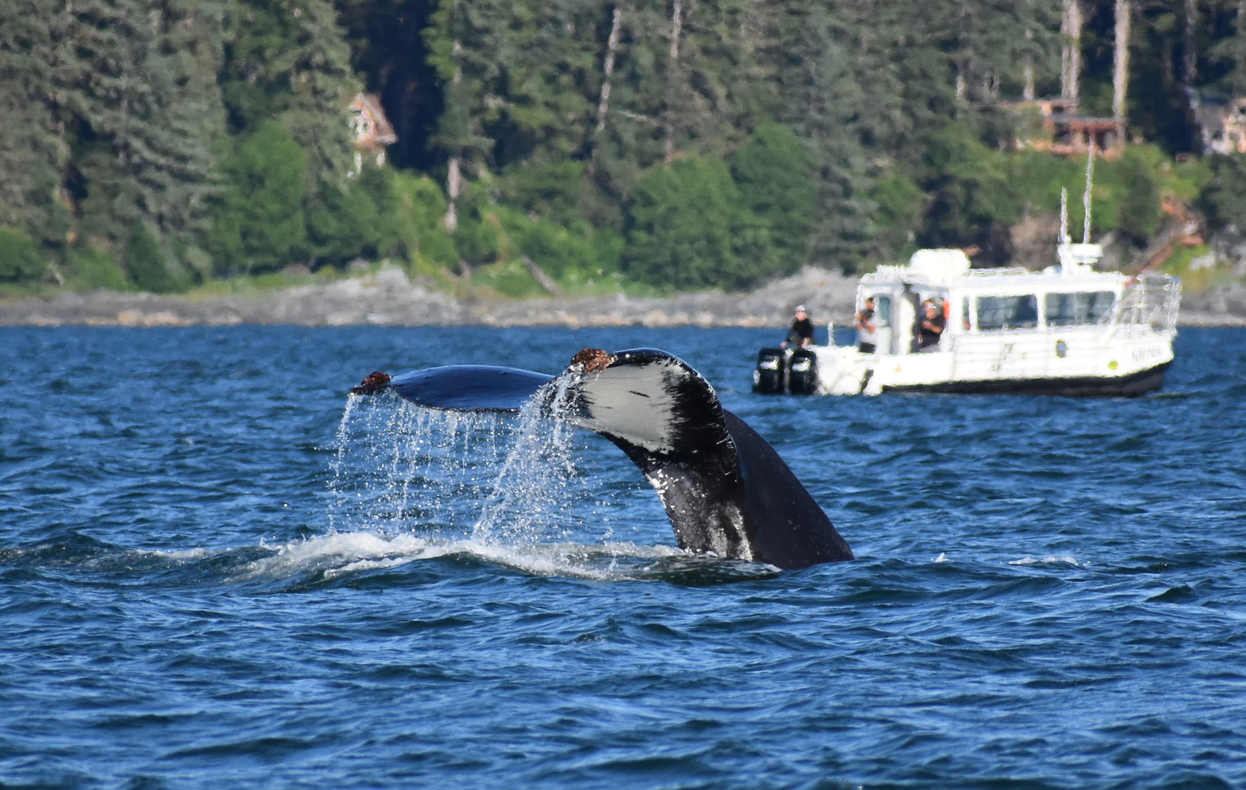 Marv's Signature Whale Watch