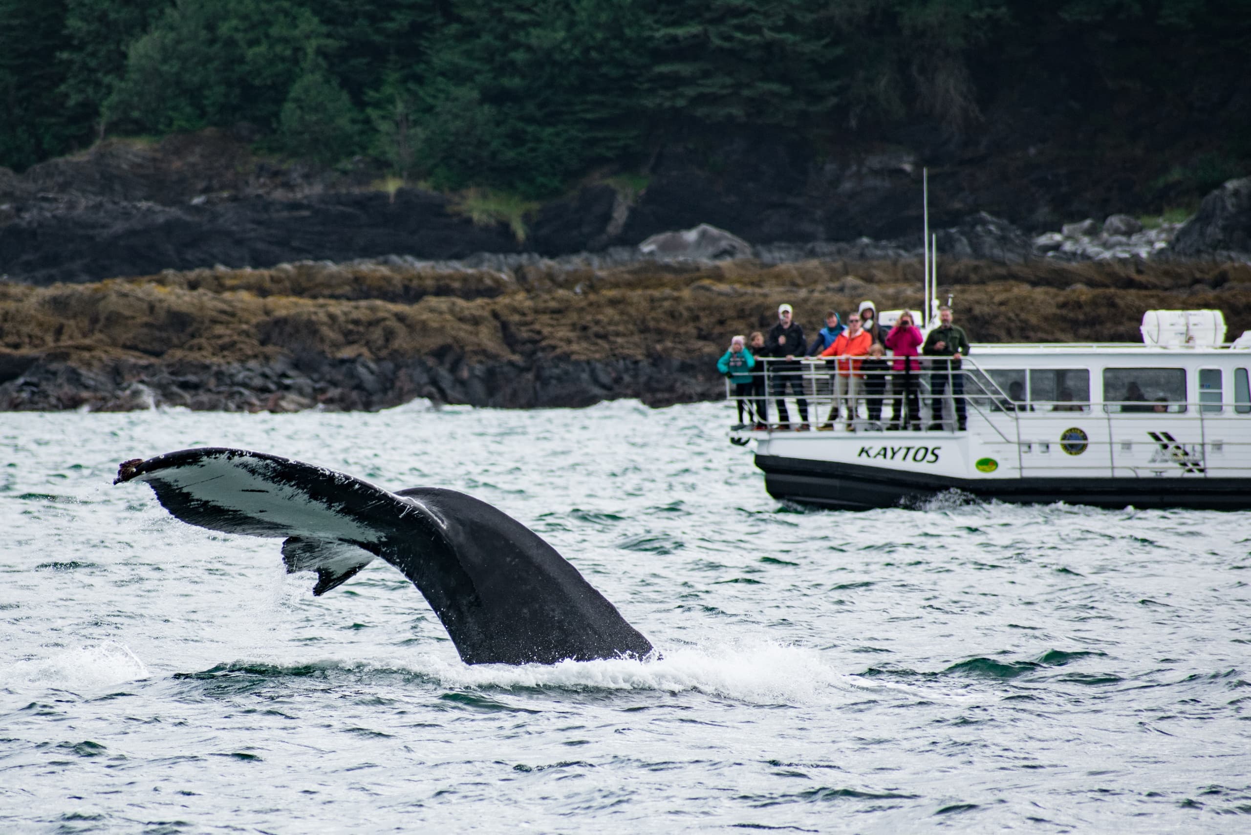 Private Whale Watch