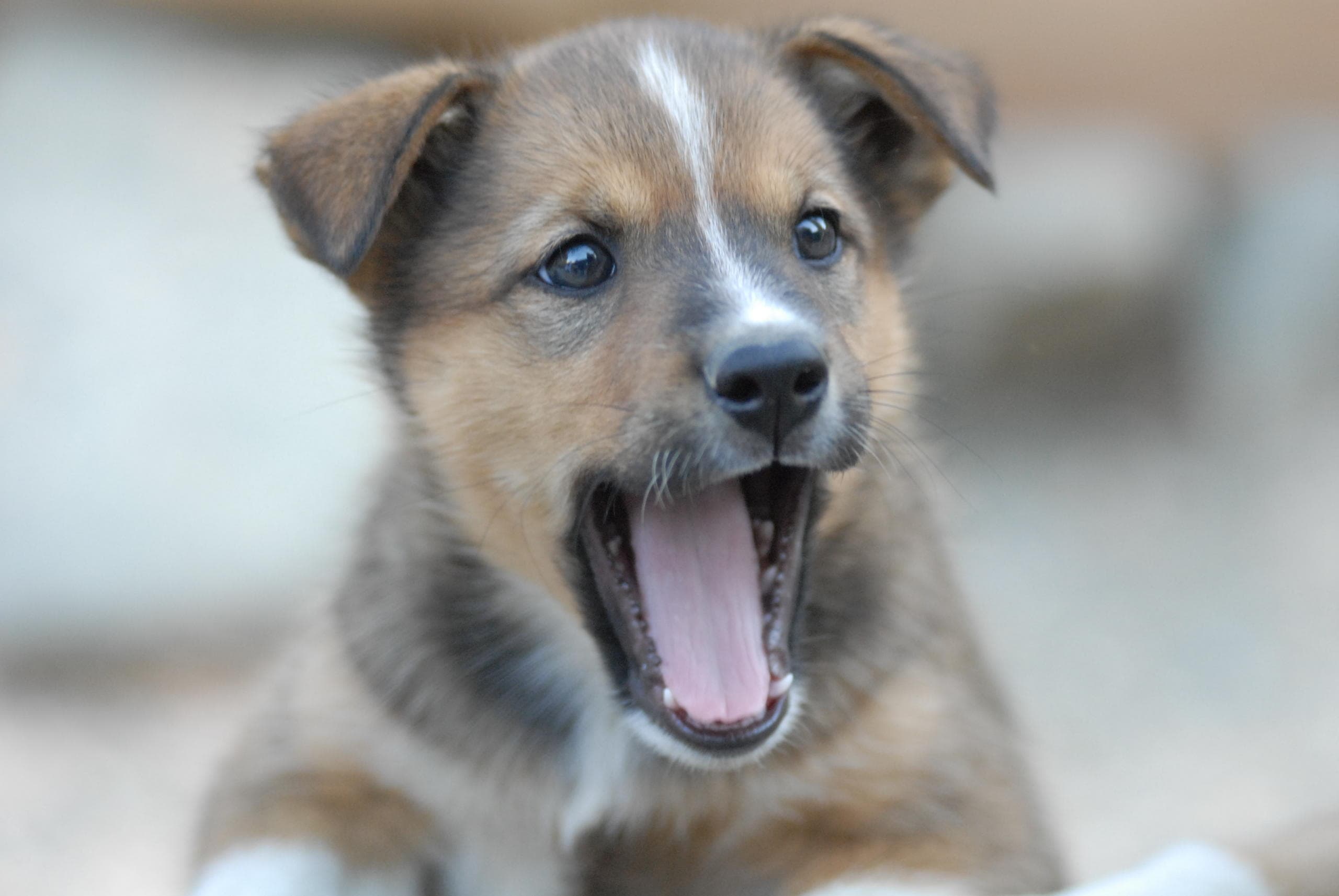 Dog Sledding Summer Camp