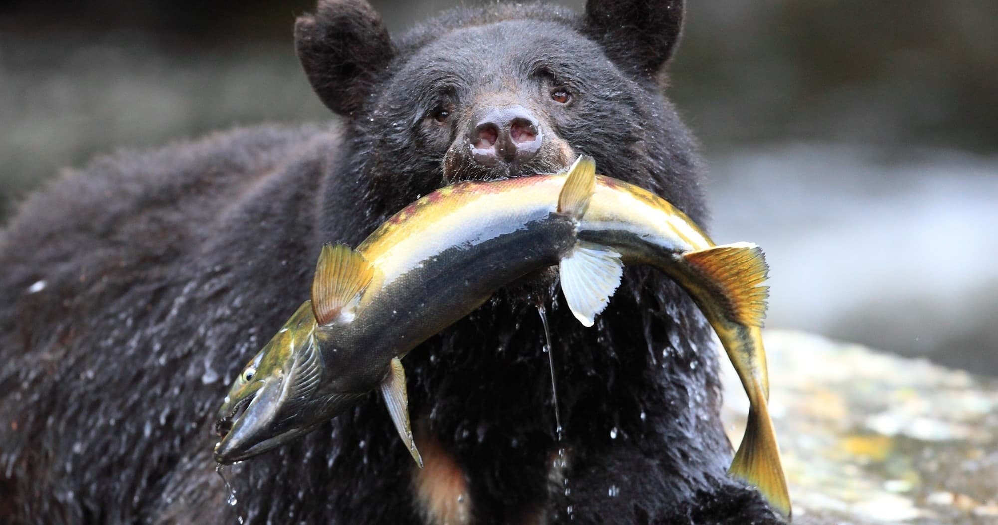 Alaska Bear Adventure & Flightseeing