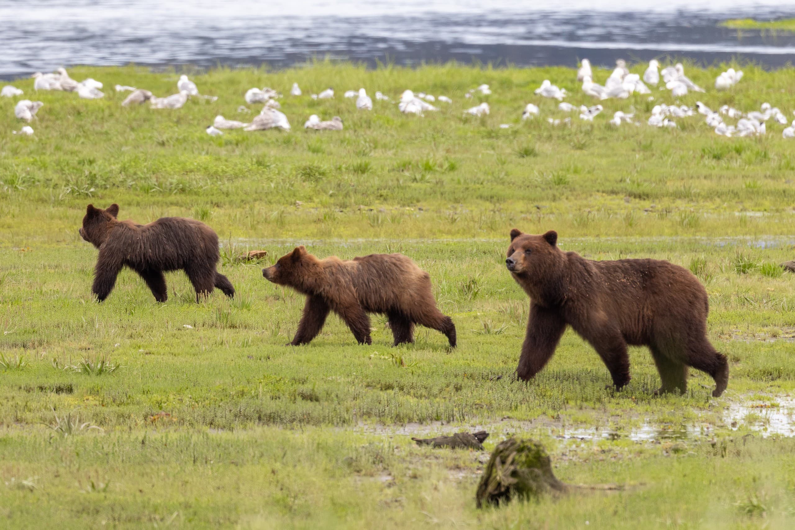 Pack Creek Brown Bear Viewing