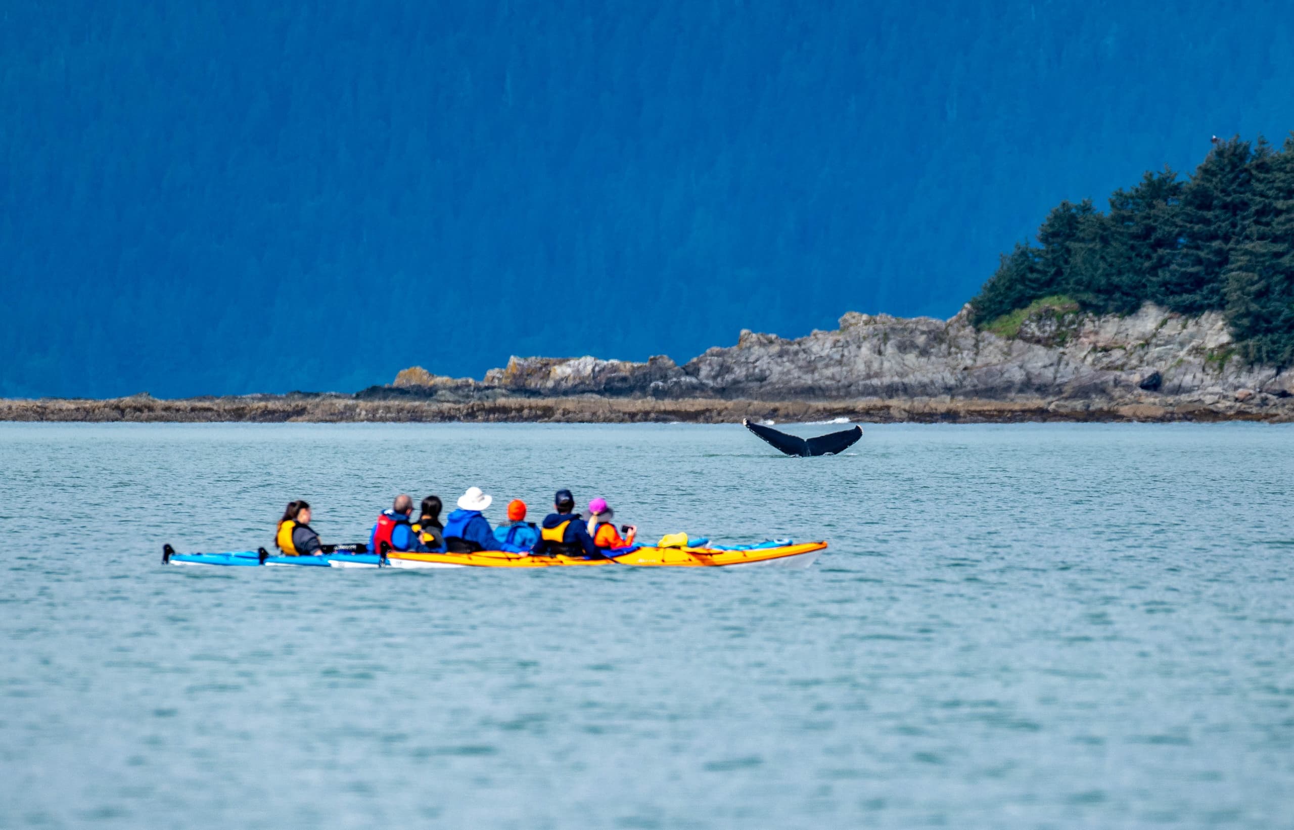 Paddle With Whales Kayak Adventure