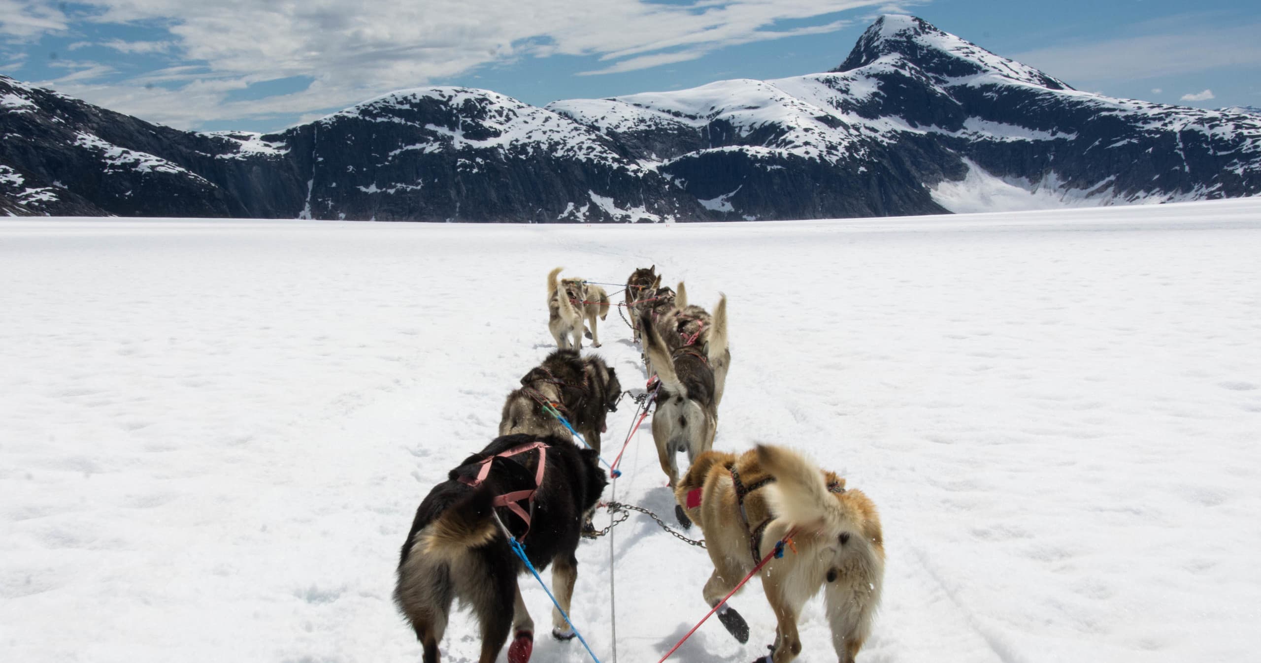 Juneau Glacier Dog Sled Adventure