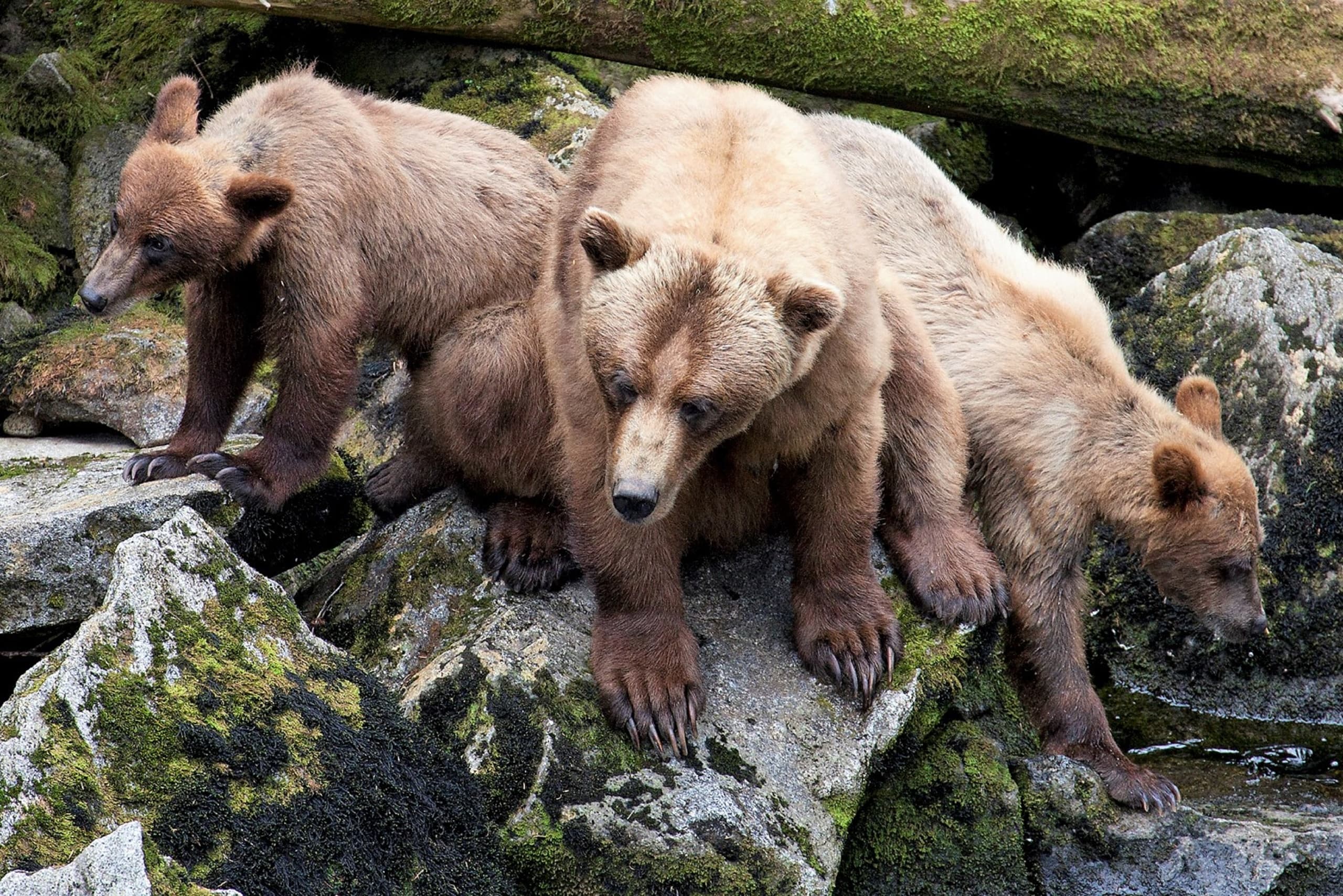 Anan Creek Bear Adventure & Flightseeing