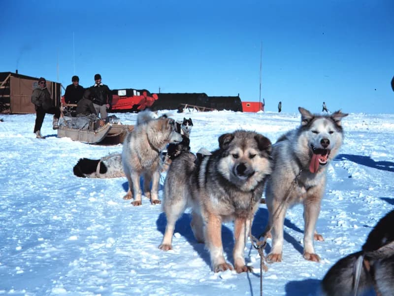 Dog sledding